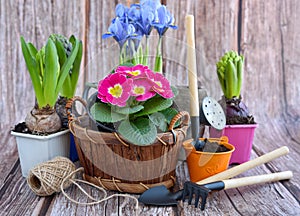 Spring flowers and gardening tools on a rustic wooden background. Gardening concept