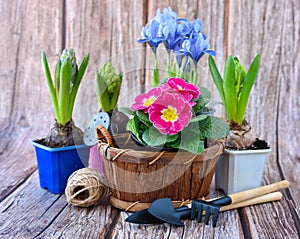 Spring flowers and gardening tools on a rustic wooden background. Gardening concept