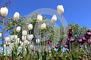 Green Parks With Tulips photo