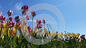 Tulips Field photo