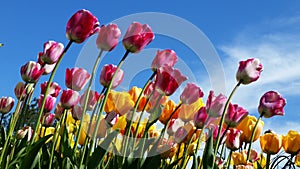 Tulips photo