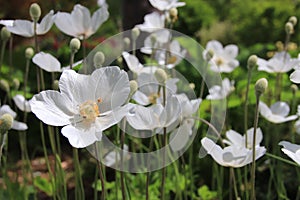 Spring Flowers in Gibson Park photo