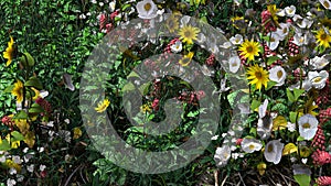 Spring flowers and grass close-up