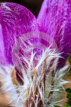 Spring flowers, Greater Moncton, New Brunswick, Canada photo