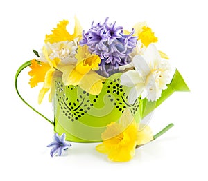 Spring flowers in green watering can