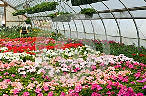 Spring flowers in greenhouse