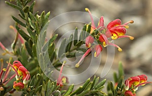 Spring flowers Grevillea australian native plant photo
