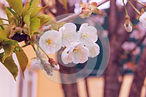 Spring flowers is growing. Apricot is blooming in park. Landscaping and decoration in spring in city. Sunny.