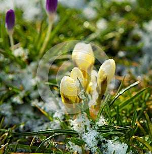 Spring Flowers Growing in Snow
