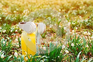 Spring flowers and headphones. Wireless headphones. Music, lifestyle and technology concept