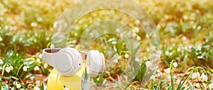 Spring flowers and headphones. Wireless headphones. Music, lifestyle and technology concept