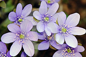 Spring flowers - Hepatica (Hepatica nobilis) photo