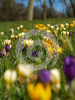 Spring flowers in holland