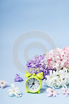 Spring Flowers Hyacinths and alarm clock. Springtime concept