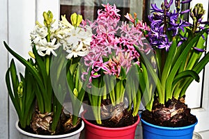 Spring flowers hyacinths in flowerpots on the window white, blue, pink