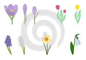 Spring flowers illustration set