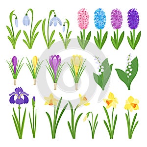 Spring flowers. Irises, lilies of valley, tulips, narcissuses, crocuses and other primroses. Garden design icons