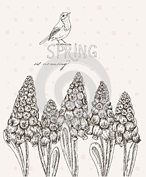 Spring flowers. Jacinth. Hyacinth. Greeting Card for March 8. Poster with flowering plants in doodle vintage style.