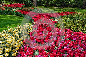 Spring flowers in Keukenhof garden, Lisse, Netherlands Holland nature, gardening, cultivation