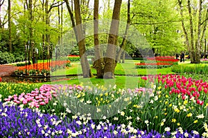 Spring flowers, Keukenhof Gardens photo