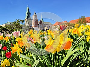 Spring flowers in Krakow, Poland. Wawel castle, daffodils and tulips