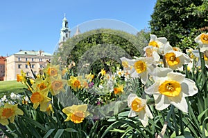 Spring flowers in Krakow, Poland. Wawel castle, daffodils and tulips in garden