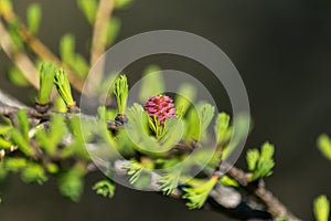 Spring flowers.larch