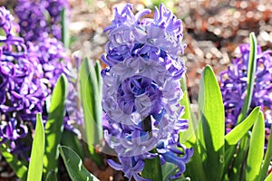 Spring flowers lavander in new Jersey 2019