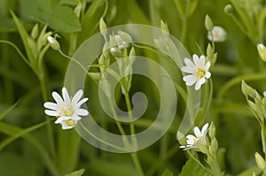 Spring flowers and leaves of Stellaria holostea photo