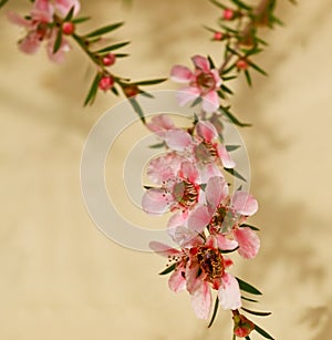 Spring flowers of leptospermum pink cascade