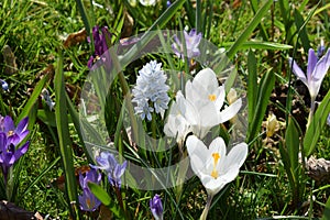 spring flowers in light colors