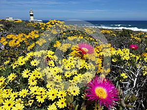 Spring flowers with lighthouse and sea in background in the Namaqua National Park on the West Coast of South Africa