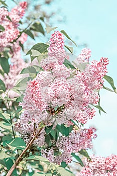 Spring flowers of the lilac tree view. Blooming branch of pink delicate lilac against the sky. Selective focus