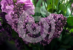 Spring flowers of lilac in the wter, spring background