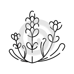 Spring flowers line icon. Forest fern eucalyptus art foliage natural leaves herbs. Decorative beauty elegant