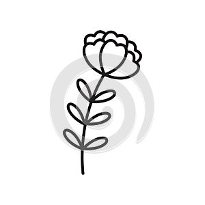 Spring flowers line icon. Forest fern eucalyptus art foliage natural leaves herbs. Decorative beauty elegant illustration for