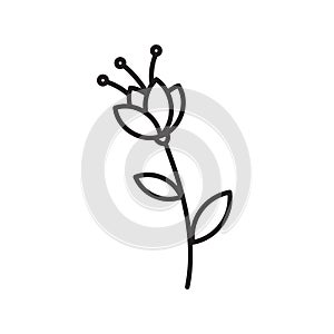 Spring flowers line icon. Forest fern eucalyptus art foliage natural leaves herbs. Decorative beauty elegant illustration for