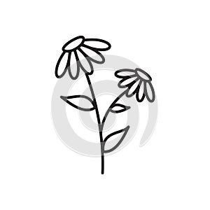 Spring flowers line icon. Forest fern eucalyptus art foliage natural leaves herbs. Decorative beauty elegant illustration for