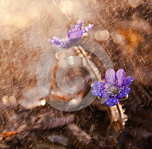 Spring flowers. Liverworts flowers.