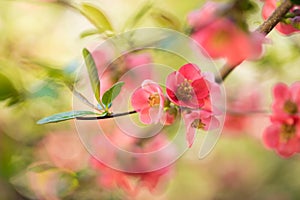 Spring flowers macro view. Shallow deep focus