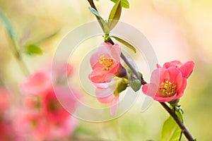 Spring flowers macro view. Shallow deep focus