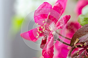 Spring flowers macro view. Shallow deep focus