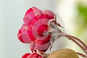 Spring flowers macro view. Shallow deep focus