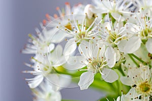 Spring flowers macro view. Shallow deep focus,selective focus