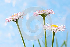 Spring flowers, marguerites
