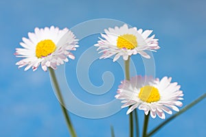 Spring flowers, marguerites and blue sky