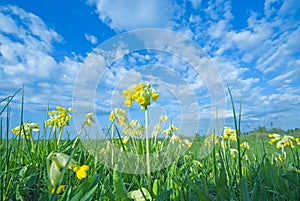 Spring flowers at the meadow