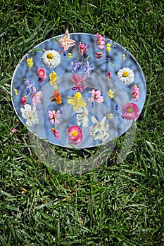 Spring Flowers On Mirror. Grass Background And Blue sky Reflected in Mirror