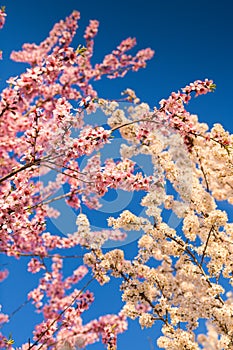 Spring flowers. Mix of white and rose blossom plants with an amazing blue sky background.