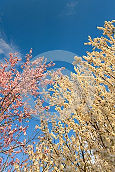 Spring flowers. Mix of white and rose blossom plants with an amazing blue sky background.
